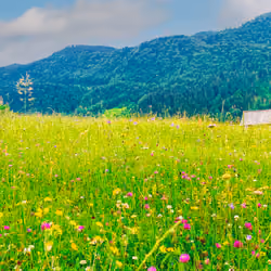 Flurry of Flowers 