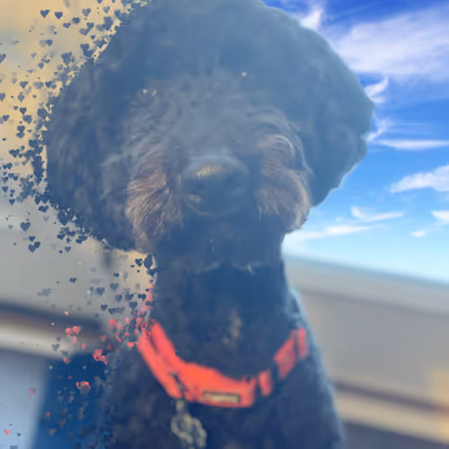 Bo The Black Goldendoodle