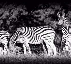 Savanna Barcode