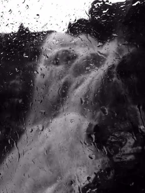 Item #89280554323355594991187074472248038858407737150671798798762341998248499085313 Media