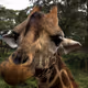 Giraffe Encounters