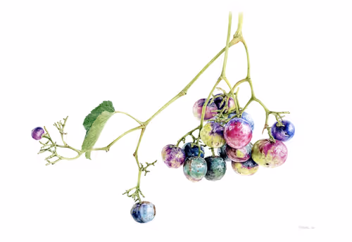 Item #113489034304621262780688231826605953110850630037048369512317058316192593215498 Media