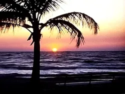 #020 Palm Tree Ocean Sunset Florida Bounce - 1970s - Found Footage NFT: Super 8 + 8mm