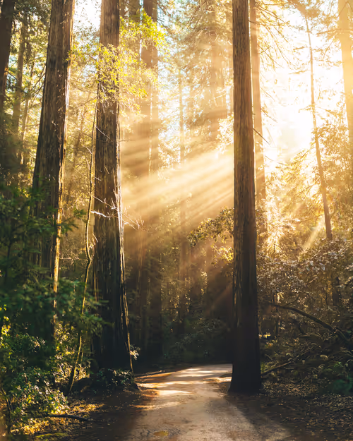 Item #99379921276153973634104125152908526548510783699959858376338453589797755682817 Media