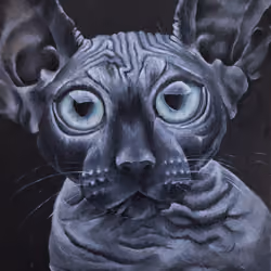 scared cat