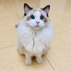 Doll cat on the floor