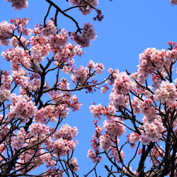 Atami cherry blossoms blooming in early spring