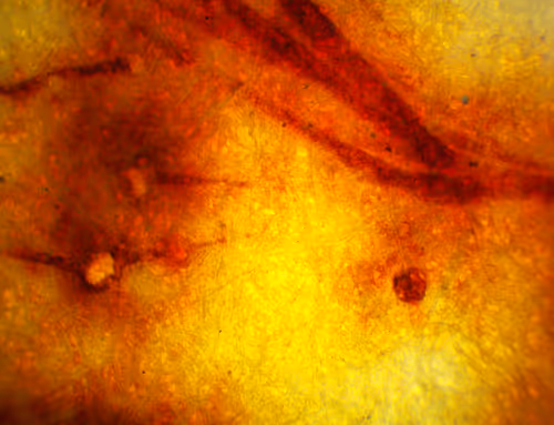 Item #71646257518770613568983710813551014237803002136866425209291834275883214962689 Media