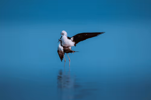 Editions By Arun Kumar Nalimela