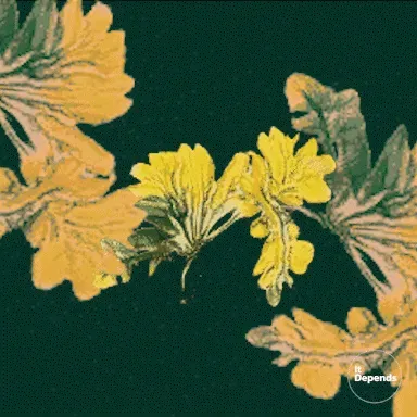 Ai Lucky Plants QGKGlimXUx