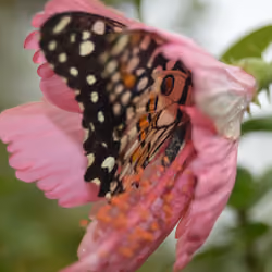 Hide Cryptobutterfly