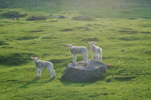 Item #14113791335687528049524506811384605239875640651691872103810466405412597923841 Media