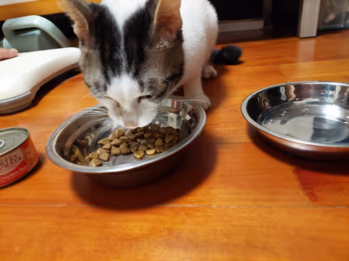 Item #99936926881834722245494880846447902772970396691943269501904837343992348672001 Media