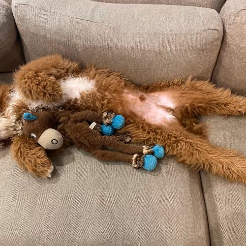 Untitled Collection #61496194