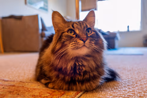 Item #10184060829052231595555689788532694003511100948718044071101399169754451673089 Media