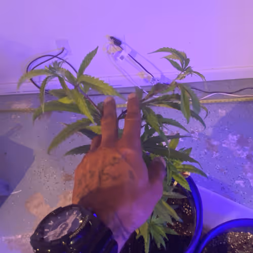 Growingpainandlove