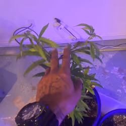 Topping The Clone