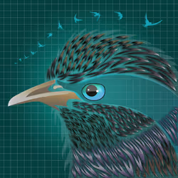 Starling 81