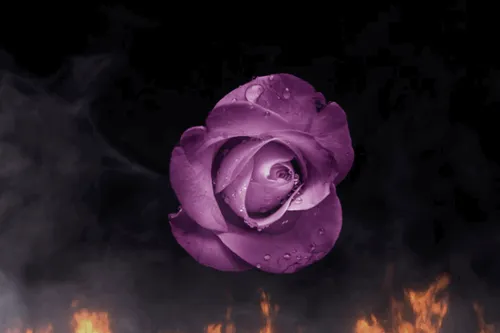 Item #31900271073354632832991890429912638653086322620126594410230774055706225016833 Media