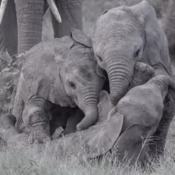 Pile Up