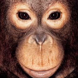 109162157552346088047496633038404394118504199992061596446112929738171082604545