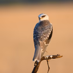 Black Winged Kite