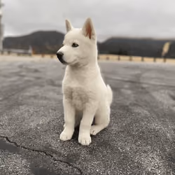Bear on his first Day