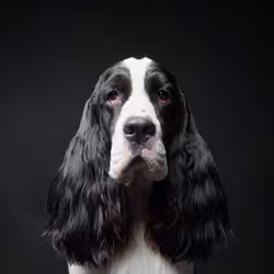 English Springer Spaniel #DA218