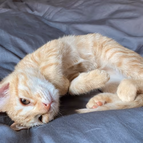 SleepyCatEveryday