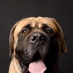 Mastiff #DA106