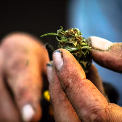 Trimming