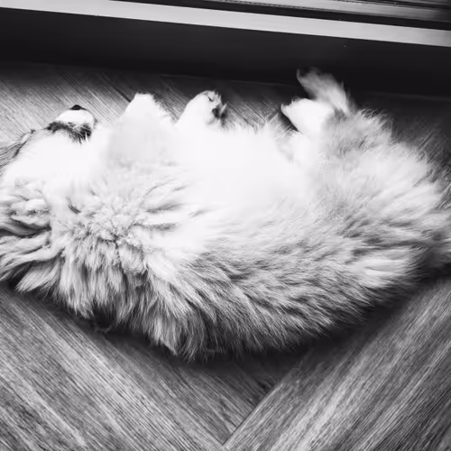 Fluffypants
