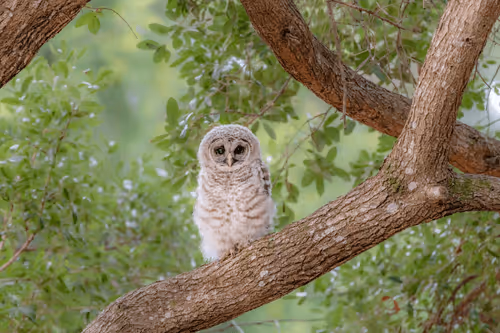 Barred Owls