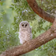 Barred Owls