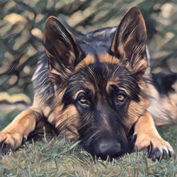 lovely dog