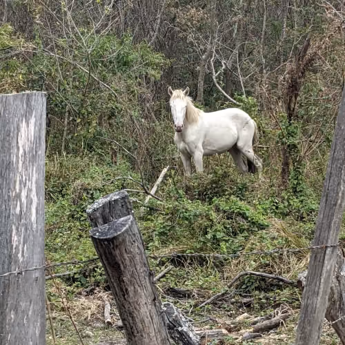 Shadowfax - Lord of all horses