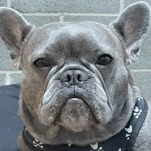 Item #46411560948661286545070619224965188155539887691399550418899020295264188497921 Media