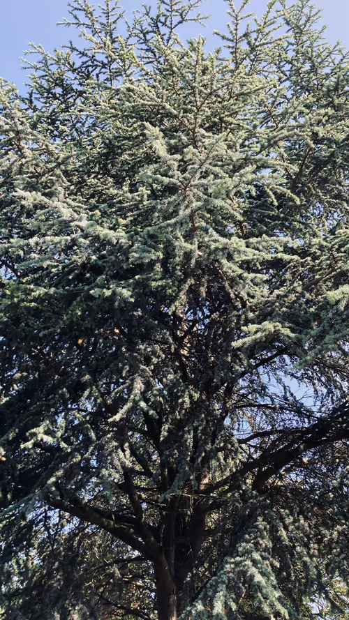 Item #44198016754664864532824876711496212852933772128405140687703244396969932619777 Media