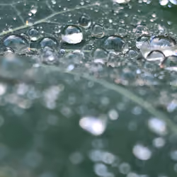 Drops