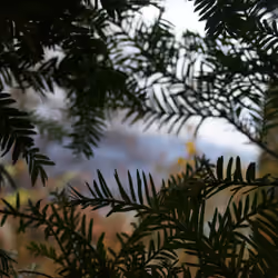 A Test of Focus