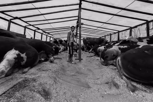 Animal Sellers #1