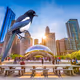 #13 Magpie in chicago