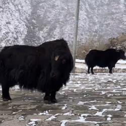 Tibetan Yak