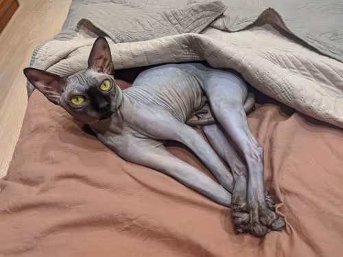 MagicTeam333 Collection