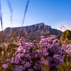 Table Mountain I