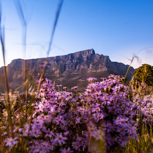 Table Mountain I