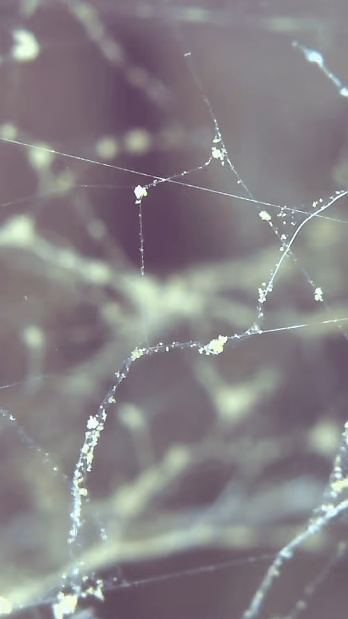 Item #26658692853047594662684063584859351739740990353533291936945253103186516901889 Media