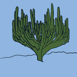A Cactus 