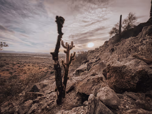 Cactus Serenity