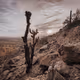 Cactus Serenity